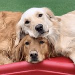 Camp Bow Wow planning new Dog Daycare and boarding Facility in New Braunfels.
