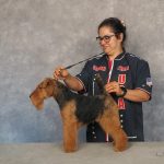 Award-Winning North Shore Pet Salon Expanding to North Andover