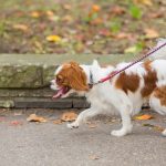 Walk! ATX Pet Care Filing Plans New Building on Emerald Forest Drive