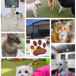 Le Chateau Pet Resort plans new Luxury boarding facility in New Braunfels.