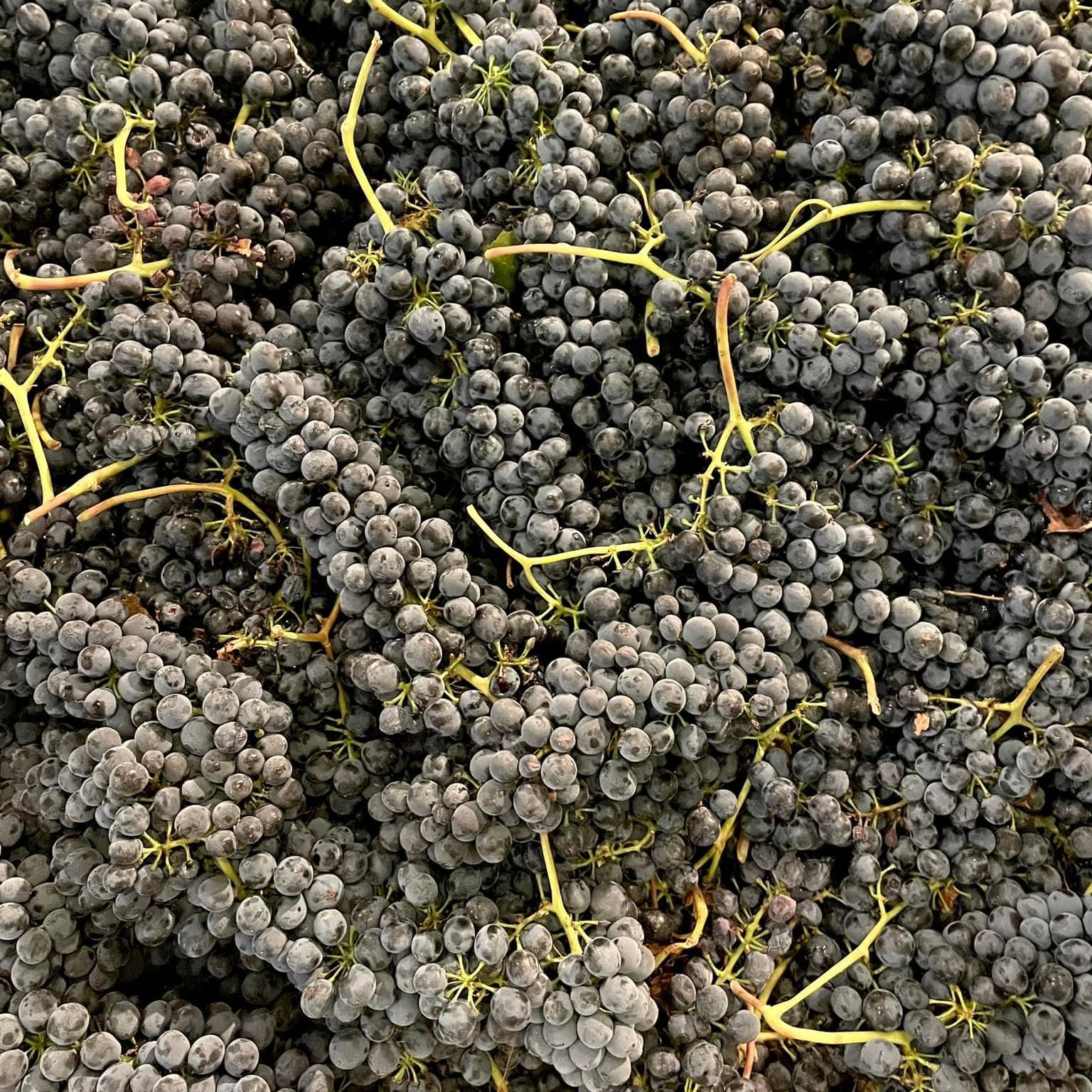 The Vibe Tasting Lounge to Bring a Taste of Paso Robles to Sun City