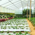 80 Acres Urban Agriculture, Inc. enters bankruptcy