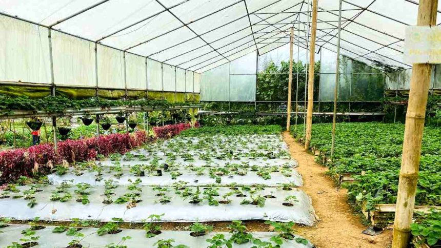 80 Acres Urban Agriculture, Inc. enters bankruptcy