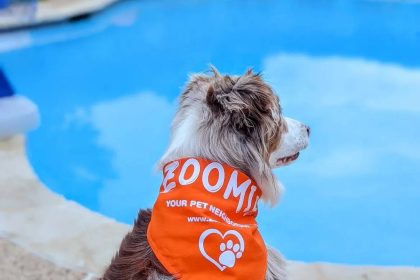 Zoomies Plans Indoor Dog Park, Café and Bar in Chicago’s Avondale Neighborhood