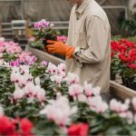 Greenstreet Growers, Inc. files for bankruptcy